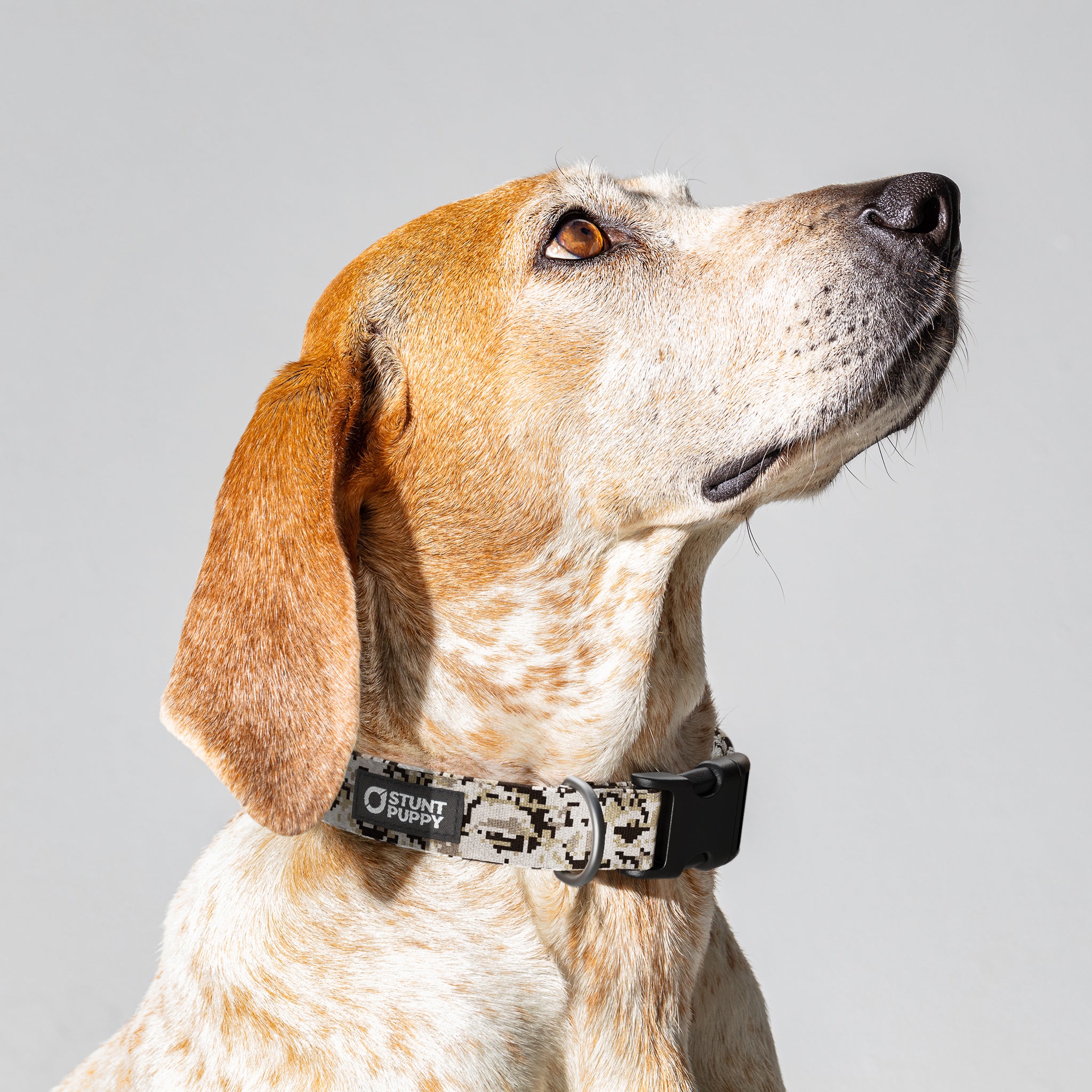 Desert camo dog collar hotsell