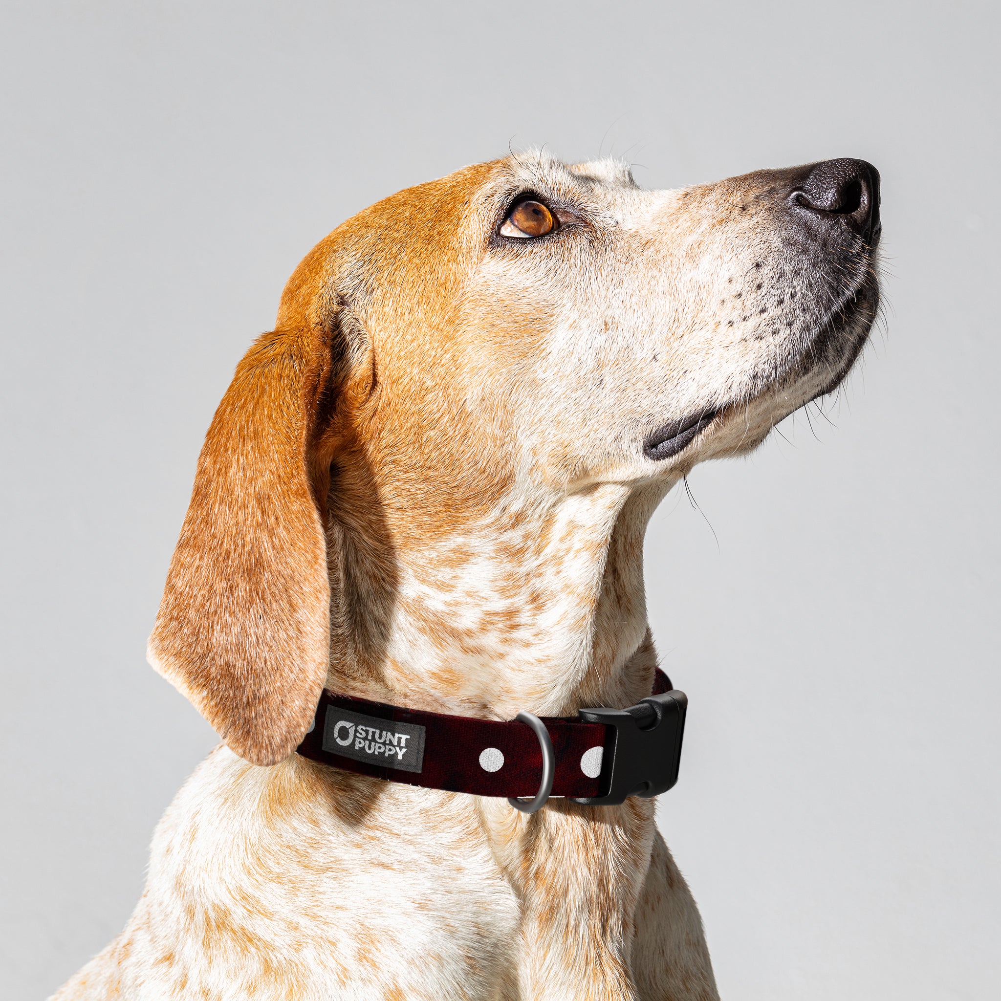 Stunt puppy sale collar