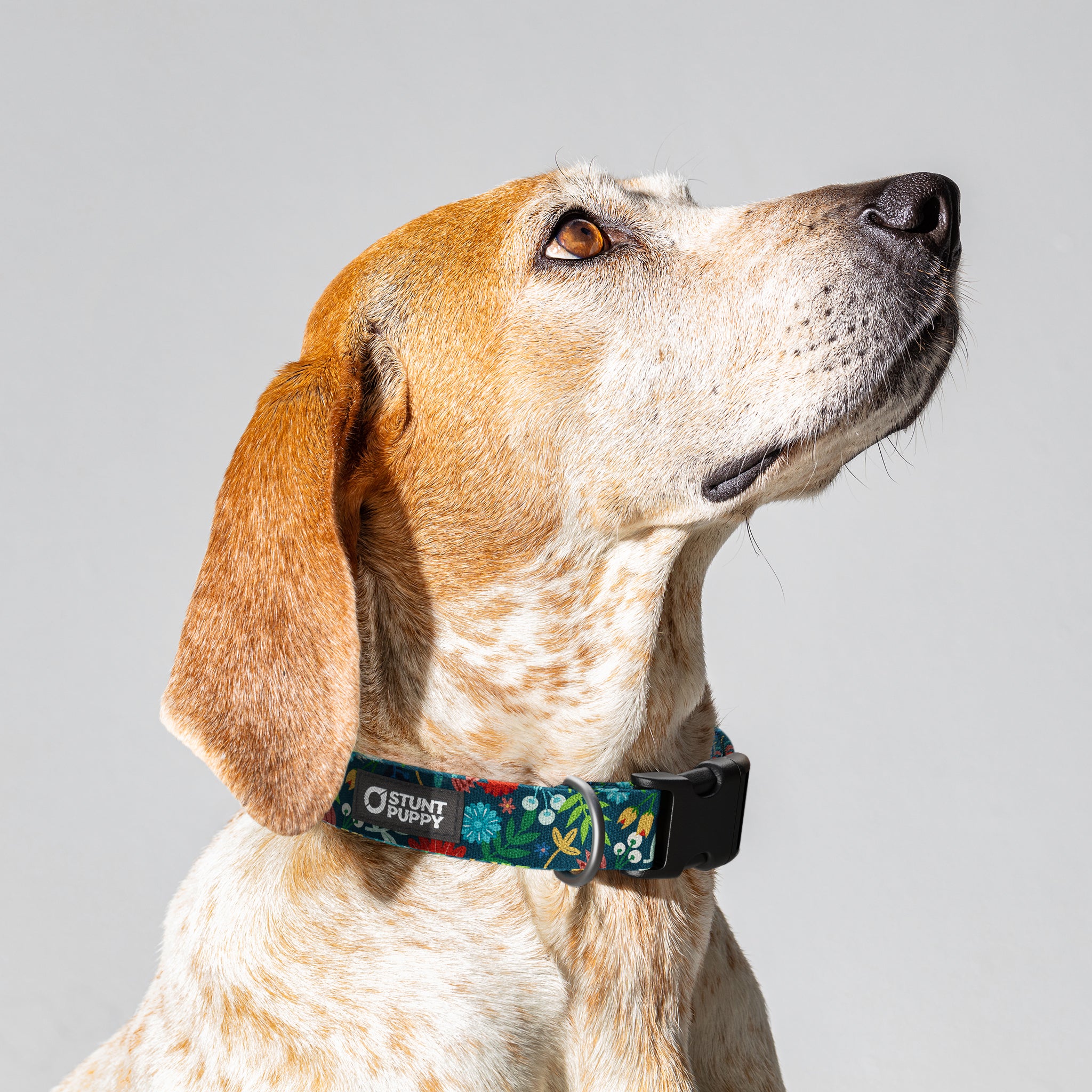 Fi Compatible Frolic Fall l Pattern Collar Dog Collar Stunt Puppy