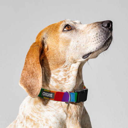 Rainbow Everyday Collar