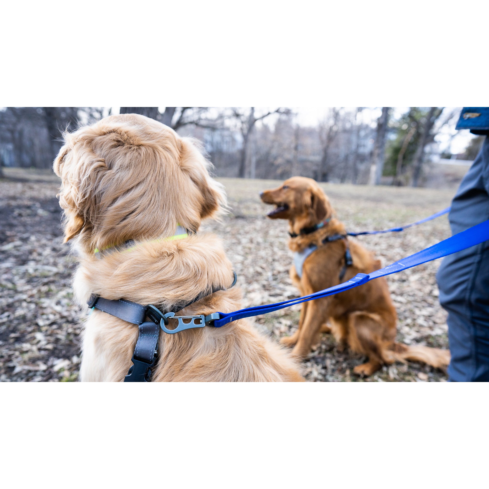 Leash harness outlet dog