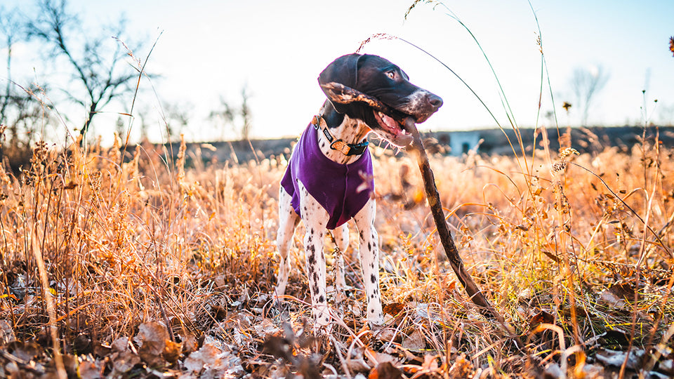 Vizsla fleece 2024