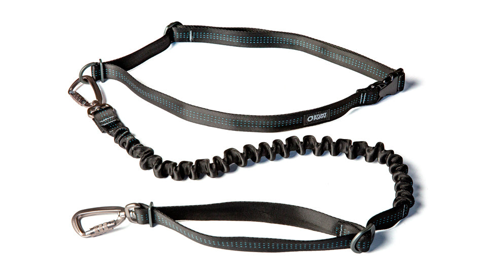 Dog leash clearance black