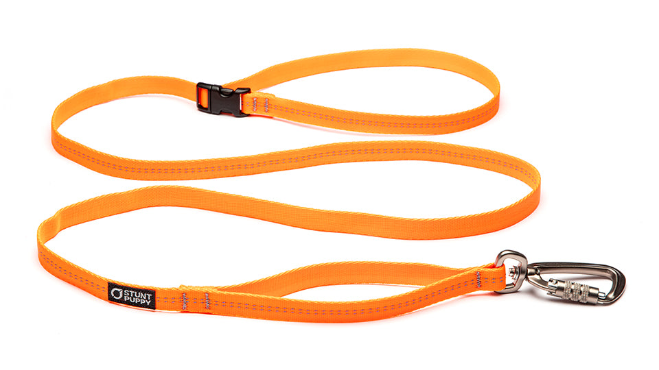 Orange dog leash hotsell