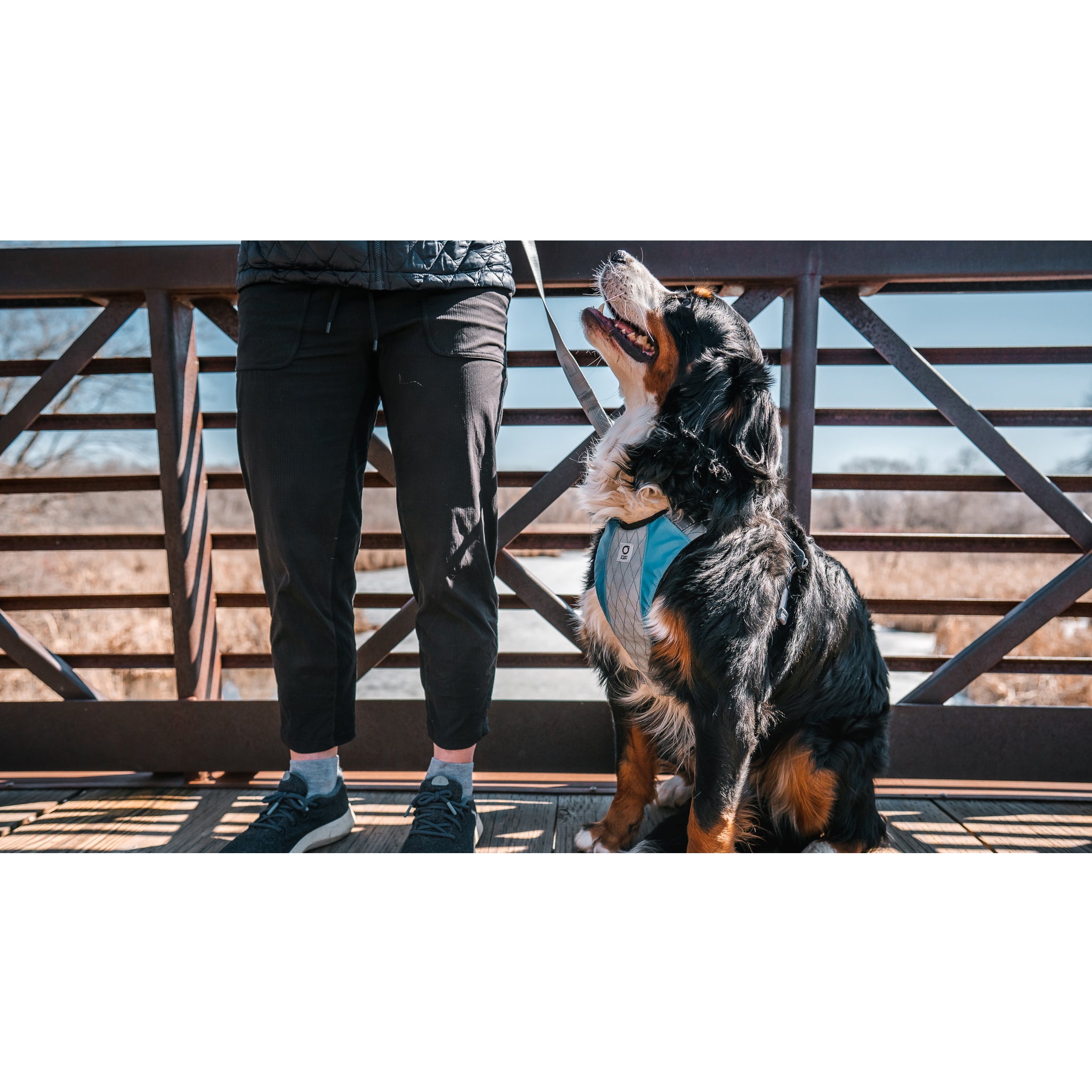 Dog hiking clearance harness